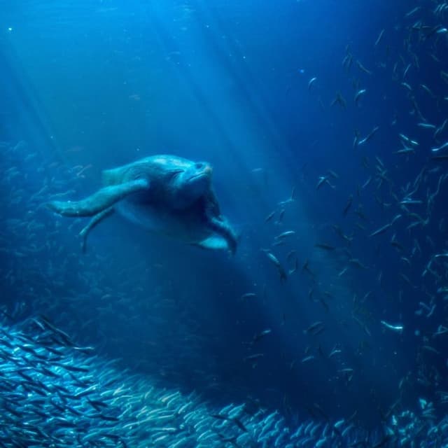 Dive in Jeddah With Experts