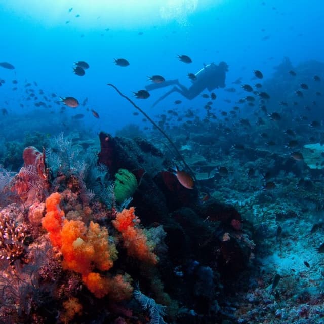 Dive in Jeddah With Experts