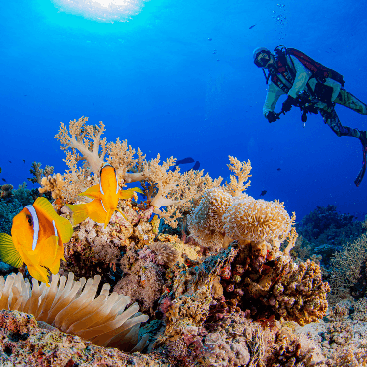 Discover Scuba Diving
