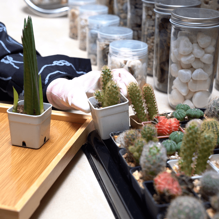 DIY Terrarium Workshop