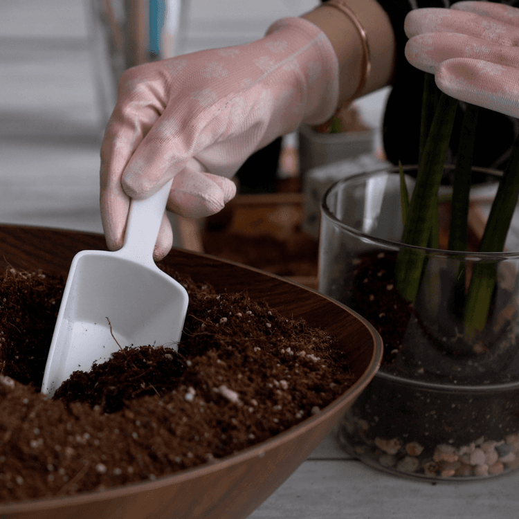 DIY Terrarium Workshop