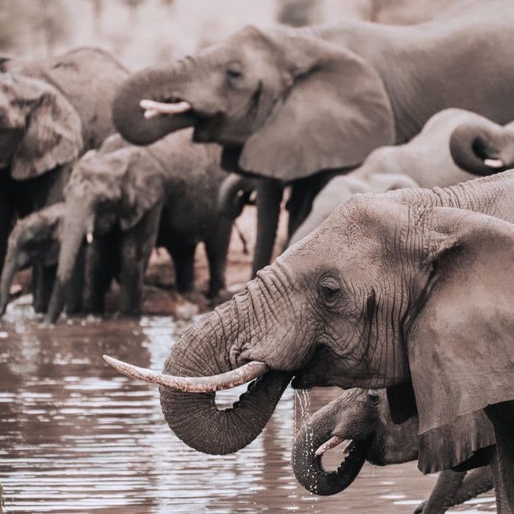 Couples Safari in Tanzania