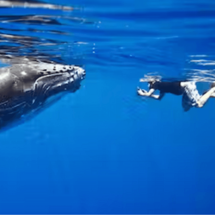 Swimming With Whales, Mauritius