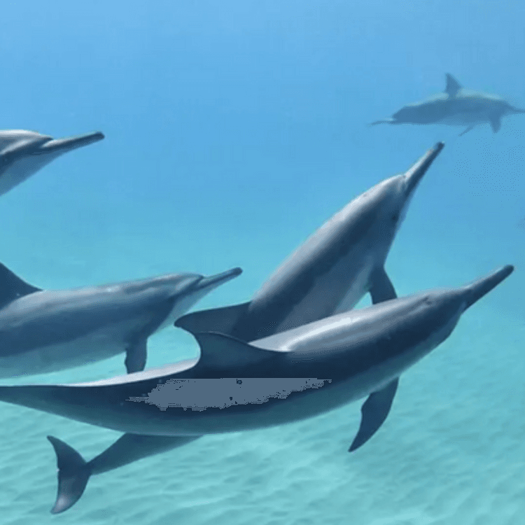 Swimming With Whales, Mauritius