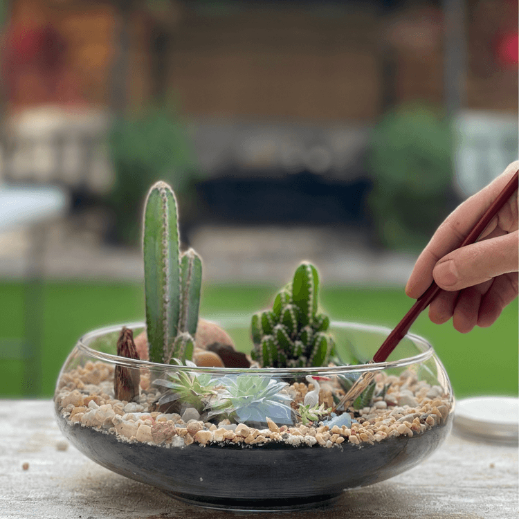 DIY Terrarium Workshop