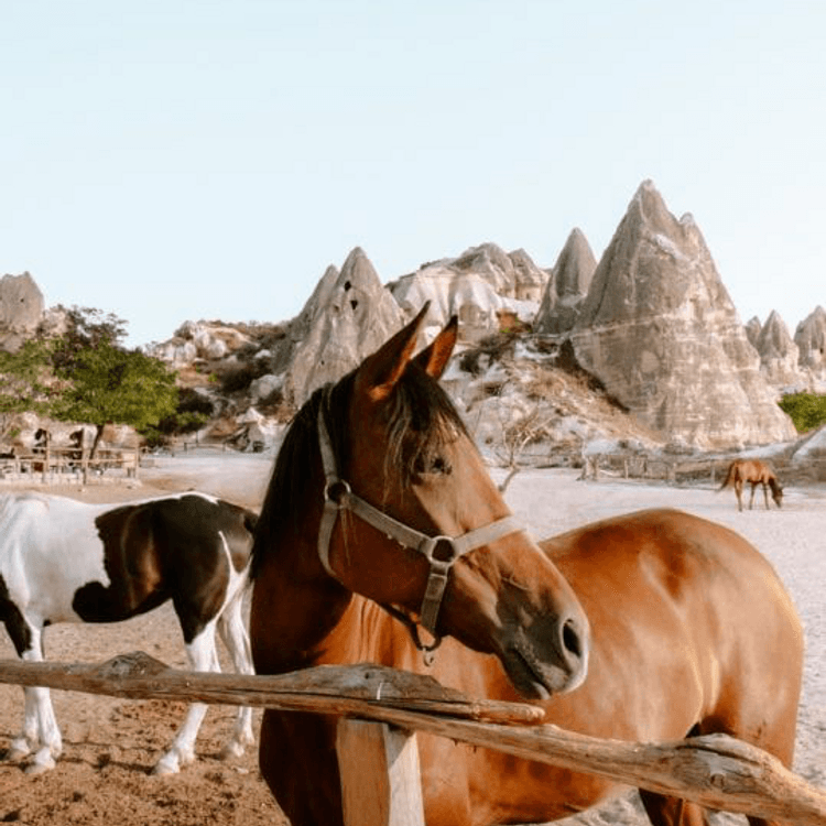Cappadocia and Istanbul (Ladies Trip)