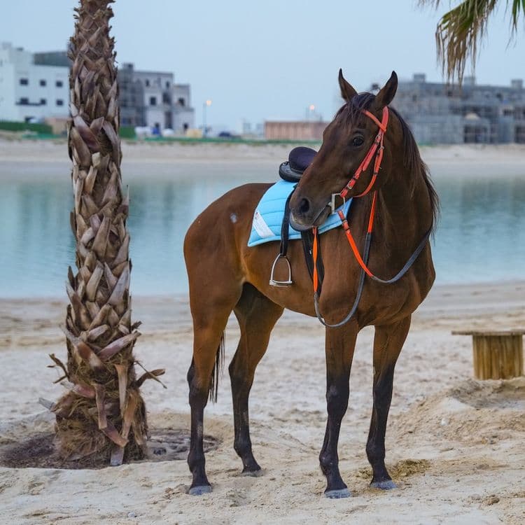 Beach Horse Riding Adventure