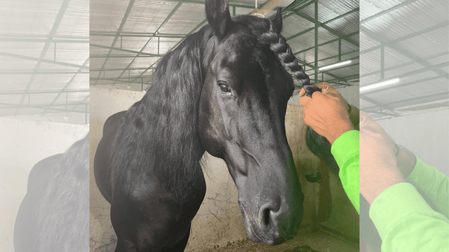 Equestrian Tour