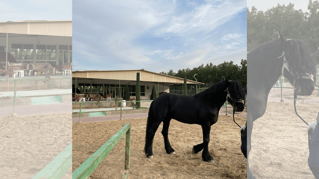 Private Horse Riding Training Class - Ladies Only