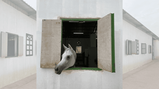Private Horse Riding Training Class - Ladies Only