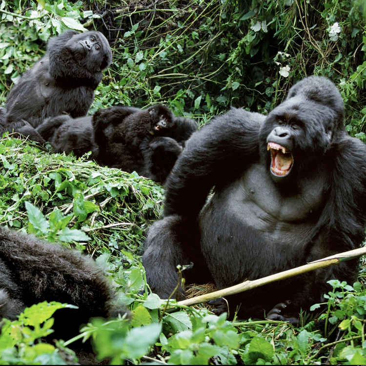 Meet the Gorillas of Uganda with @hello965 (Mixed Trip) 