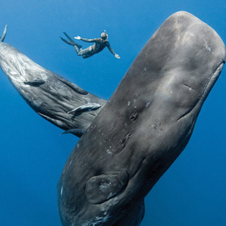 Swimming With Whales, Mauritius