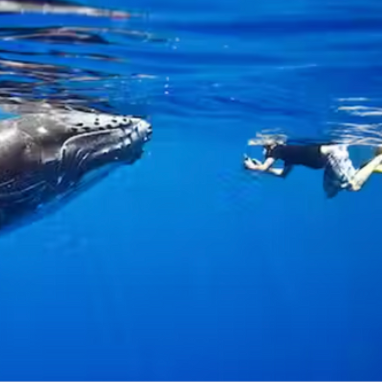 Swimming With Whales, Mauritius
